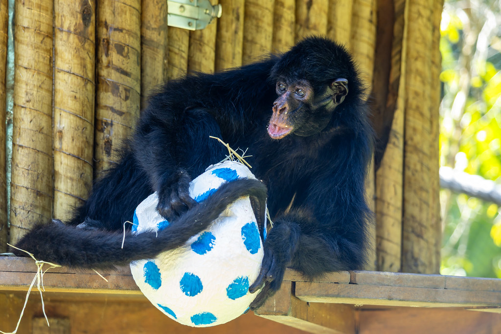 Veja fotos: animais ganham ovos de Páscoa no Zoológico de São Paulo e cena encanta