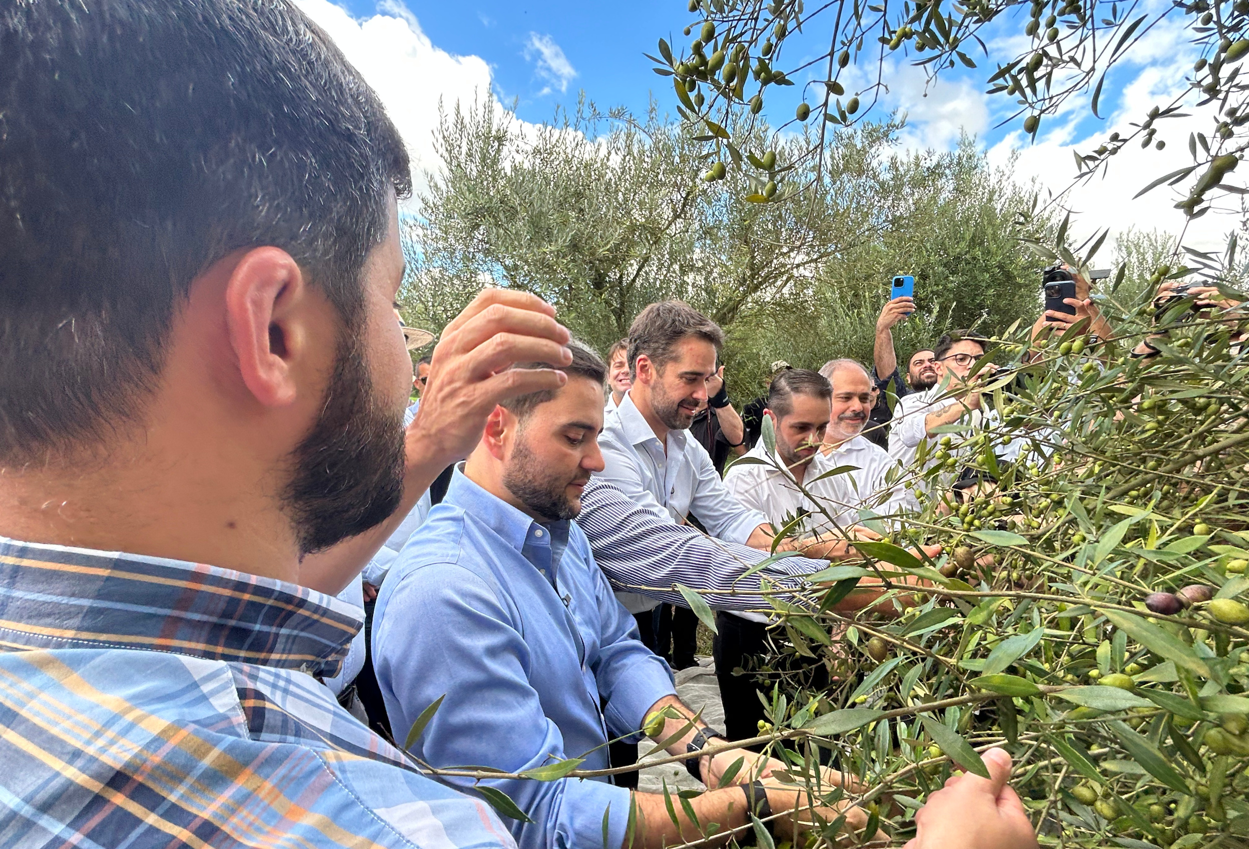 Produção de azeite cresce no Brasil e atinge nível recorde