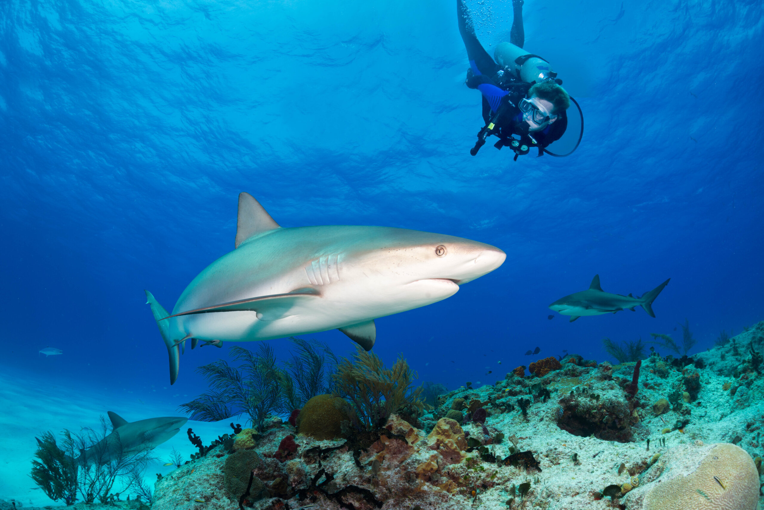 Bahamas transforma turismo em conservação ambiental