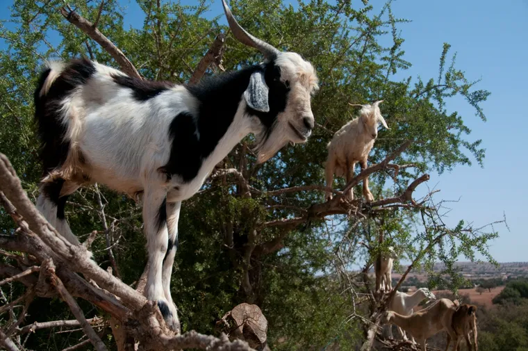 Cabras sobem em árvores e cena impressiona o mundo
