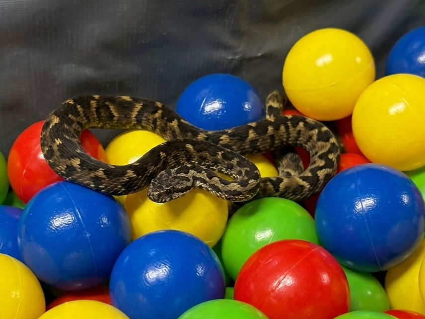 Jararaca em piscina de bolinhas: cobra foi encontrada em restaurante de SP enquanto crianças brincavam