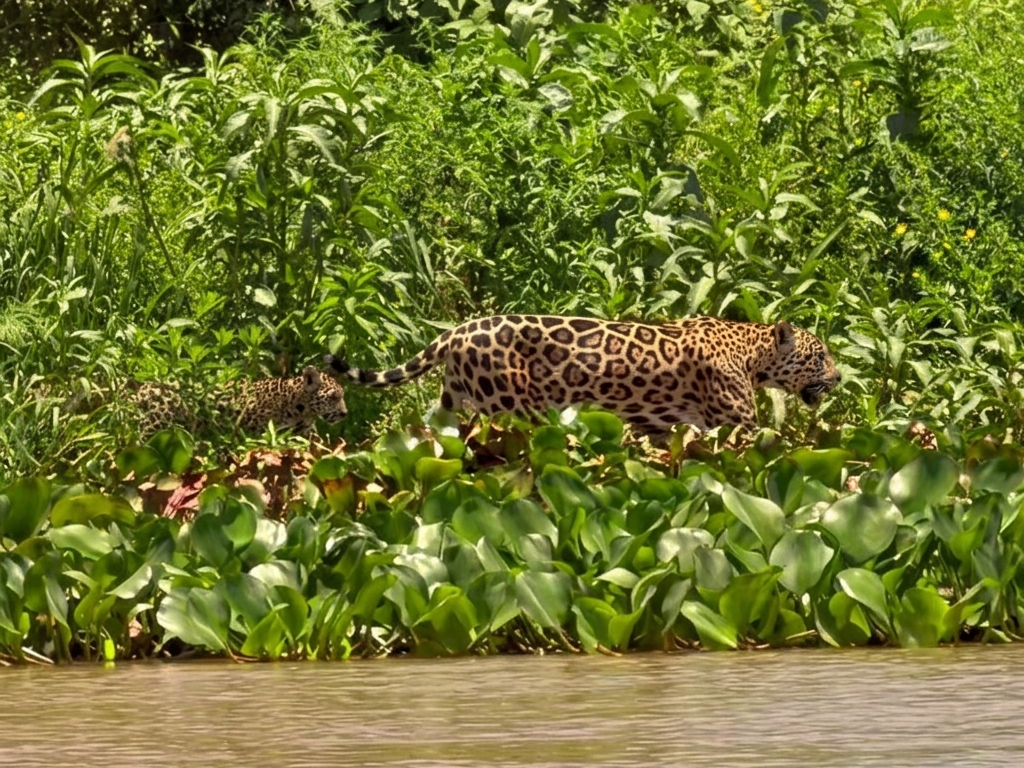 Essa cena rara no Pantanal emocionou todos que estavam no barco