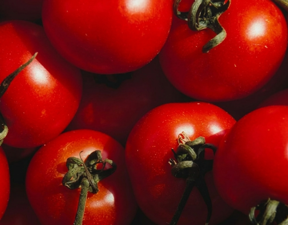 Tomate ganha destaque por benefício que pouca gente conhece