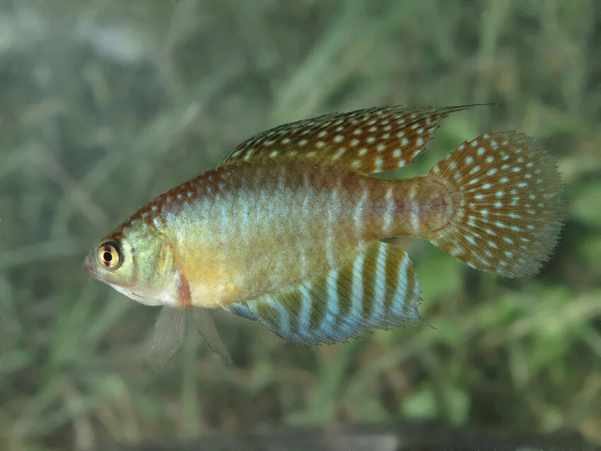 Poluição por petróleo altera machos de peixes raros no Rio Grande do Norte