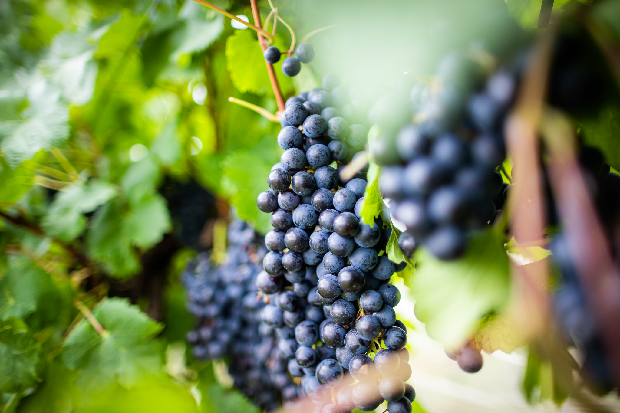 Descoberta genética revela que uva de 600 anos é idêntica à atual Pinot Noir
