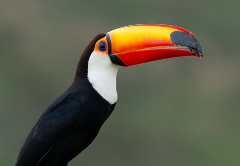 Não é IA: conheça as aves que encantaram o Brasil