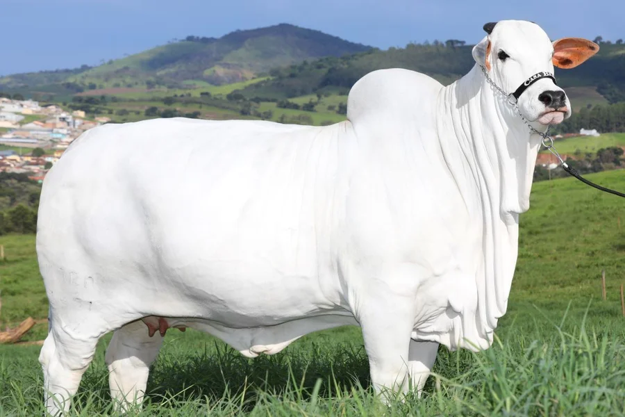 Como uma vaca brasileira passou a valer mais que uma mansão em Nova York