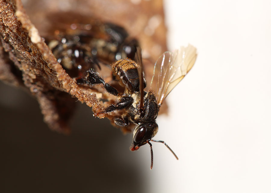 Estudo aponta impacto de fungicidas na saúde de abelhas sem ferrão