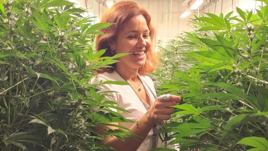 Conheça a planta modificada que produz substâncias psicodélicas