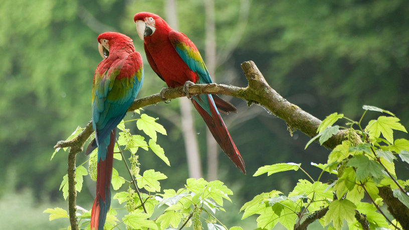 A arara que desapareceu do litoral brasileiro por quase 200 anos voltou a nascer na Mata Atlântica