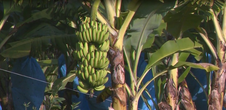 Nova variedade de banana descoberta promete mais renda ao produtor