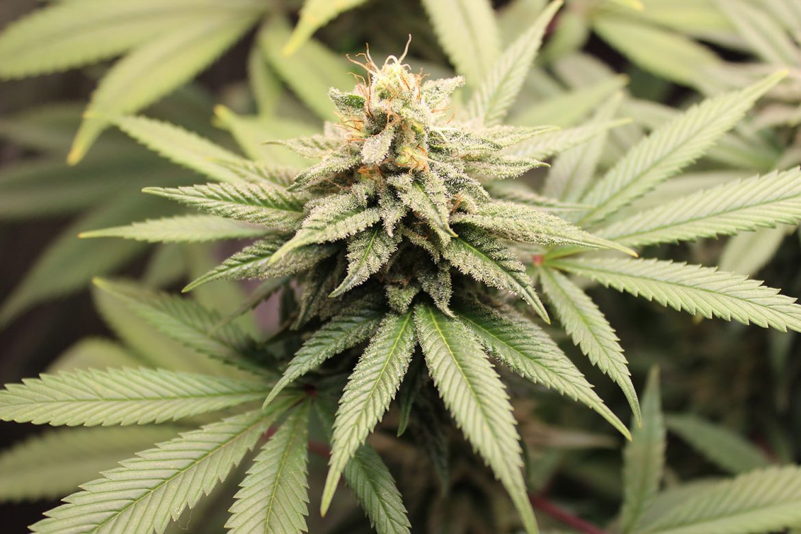 Entenda por que a cannabis entrou oficialmente na pauta da pesquisa agrícola