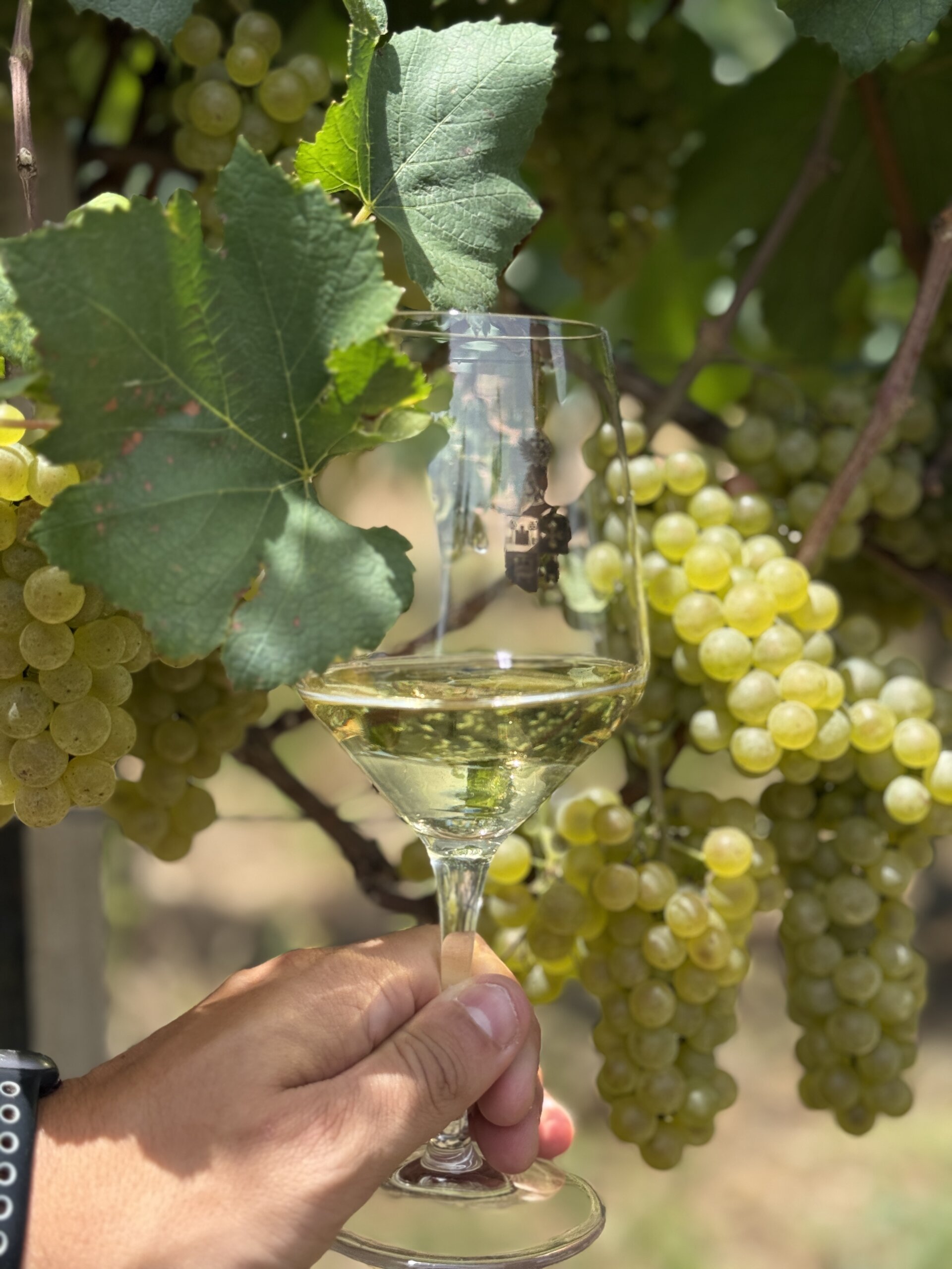 Produção de uvas cresce 30% e eleva padrão de qualidade na Serra Gaúcha