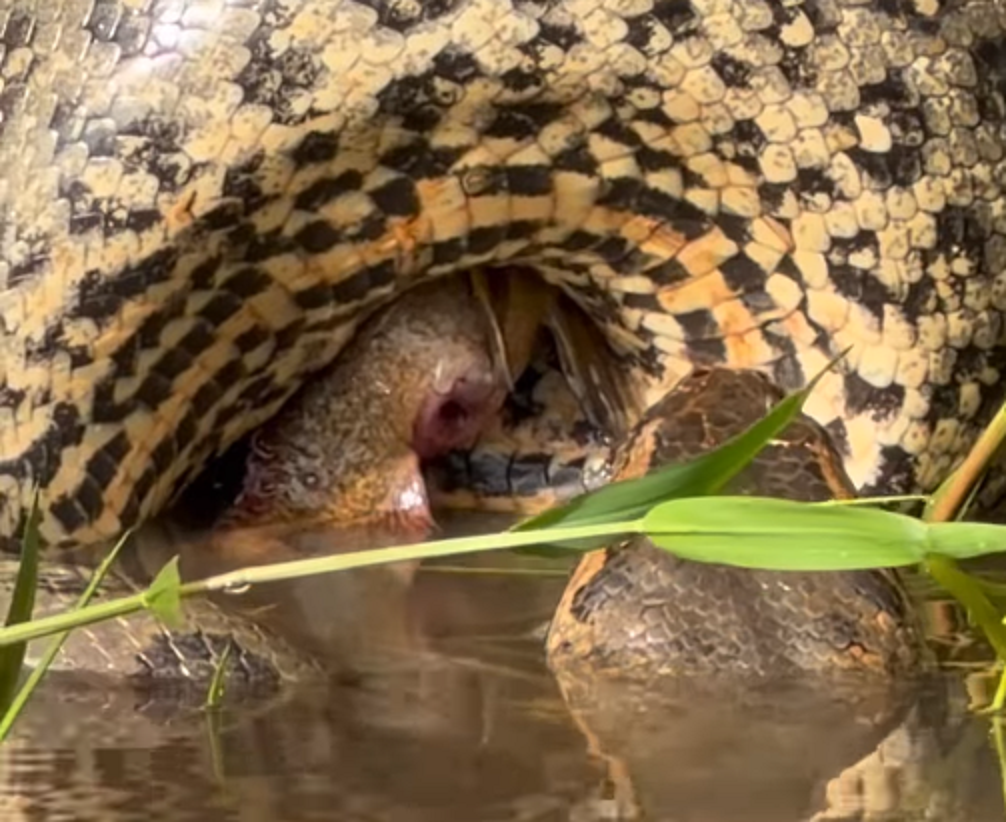 Natureza bruta: sucuri ataca peixe com ferrões
