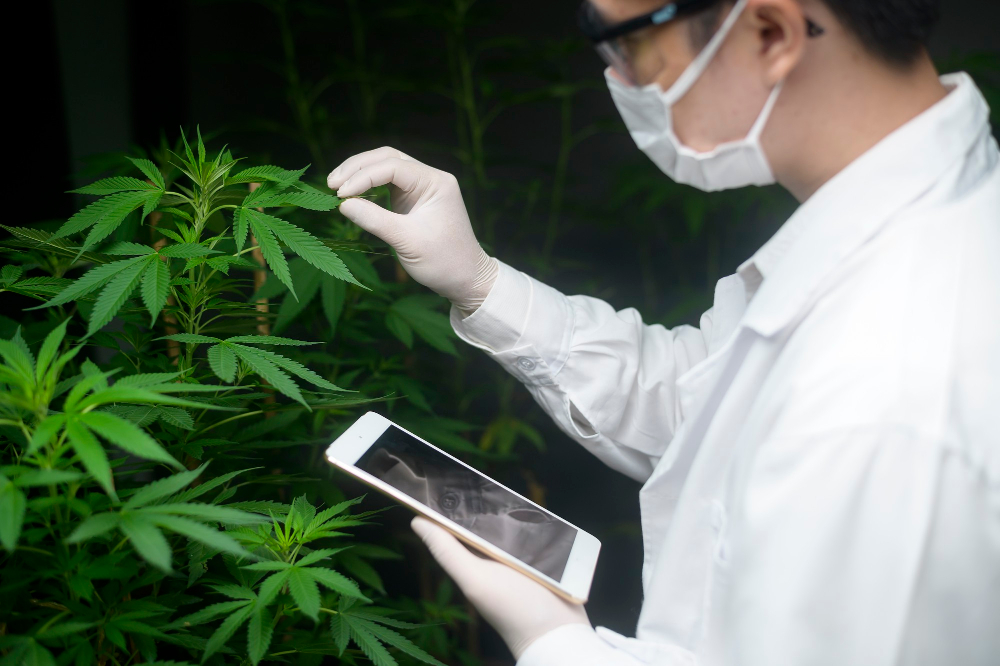 Cannabis pode virar a nova potência do agro no Brasil