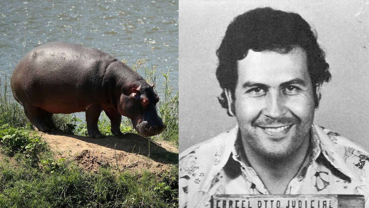 O legado mais bizarro de Pablo Escobar agora ameaça rios inteiros