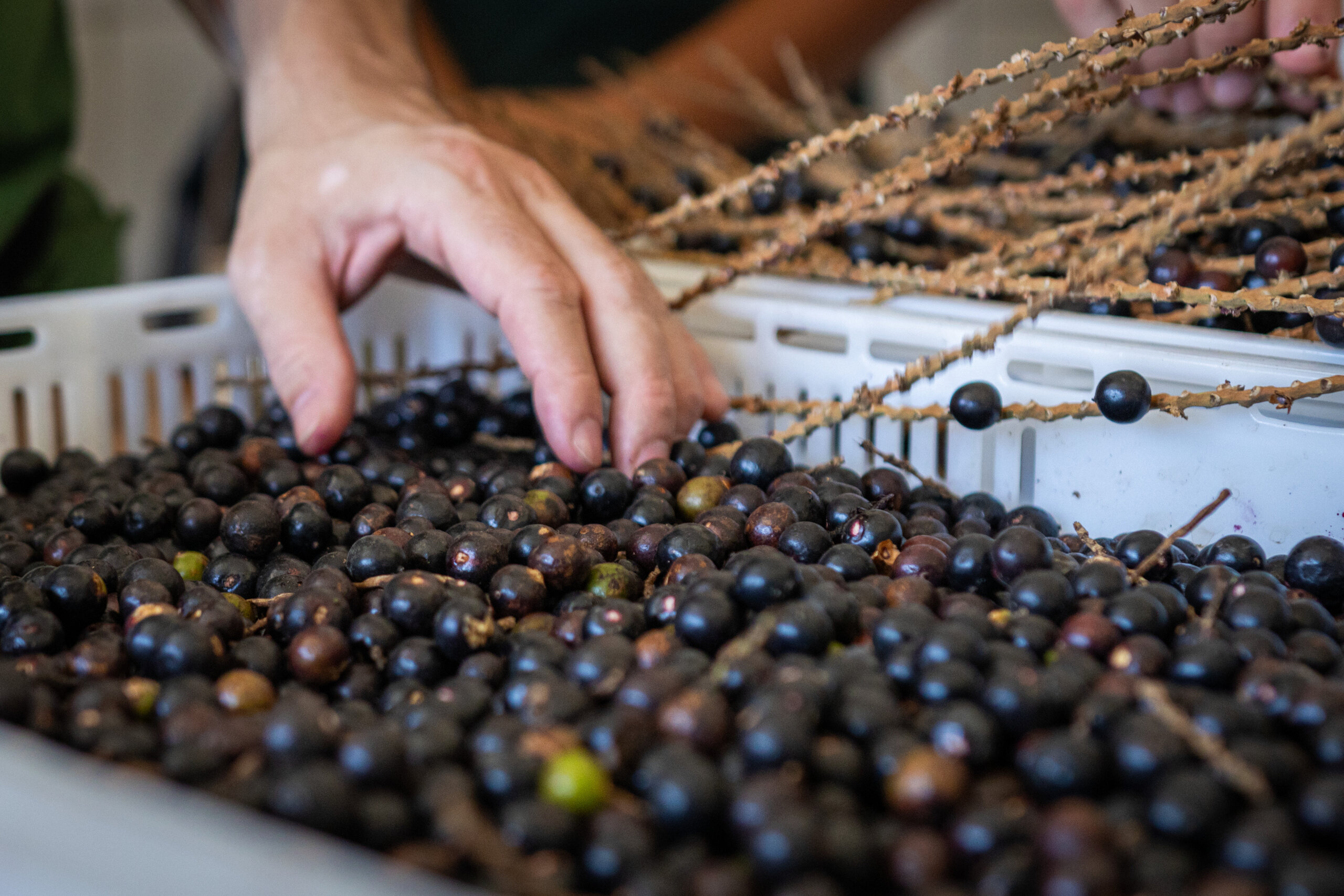 Agricultores descobrem que o fruto da juçara vale mais do que o palmito ilegal