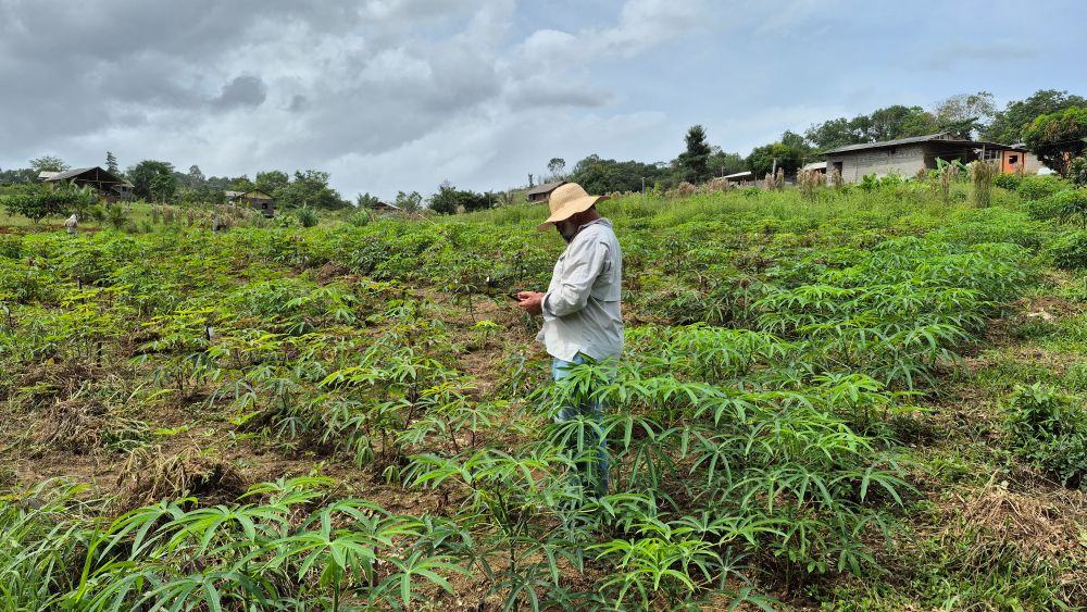 Embrapa e indígenas combatem vassoura-de-bruxa da mandioca no Amapá