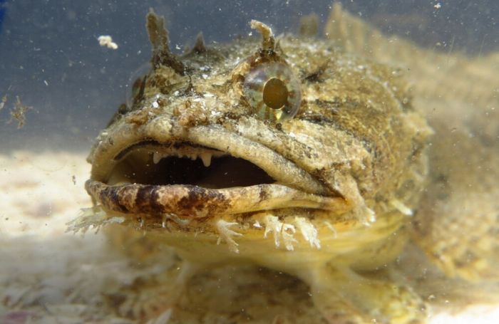 Peixe-sapo invasor pode virar fonte de renda para pescadores artesanais