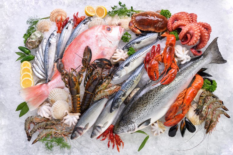 Tem Peixe na Vila: SP recebe festa gratuita com gastronomia, ciência e música em setembro