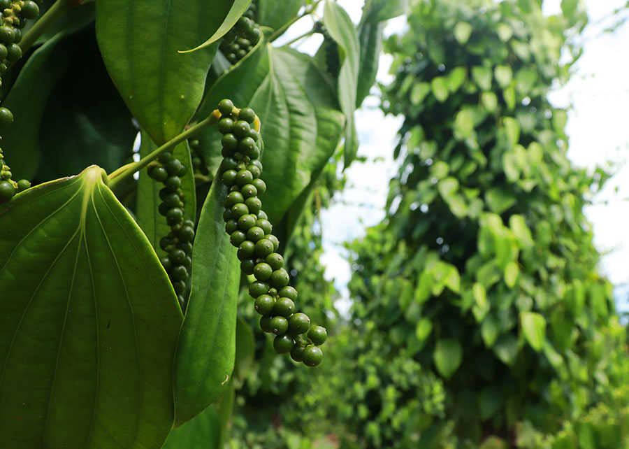 Bactérias prometem revolucionar o cultivo de pimenta-do-reino