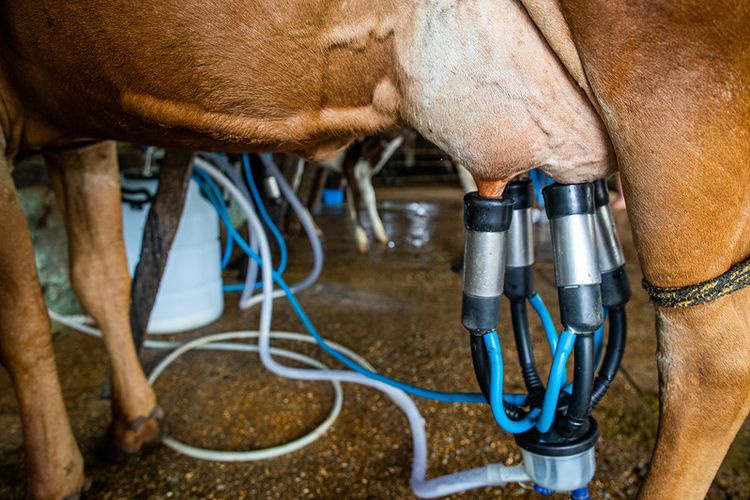 Brasil investe na produção de leite e fortalece agricultura familiar