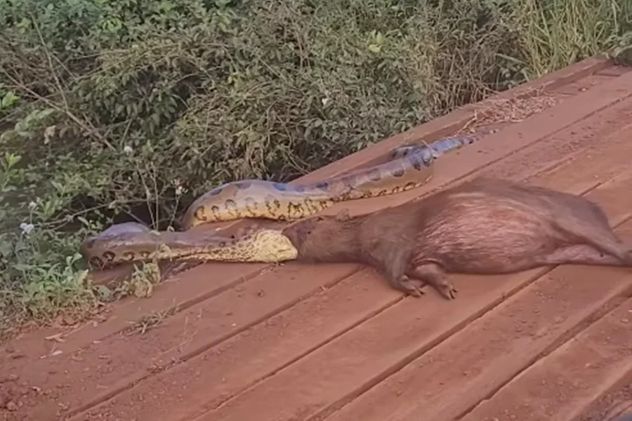 Sucuri tenta engolir capivara em cena rara no Mato Grosso do Sul