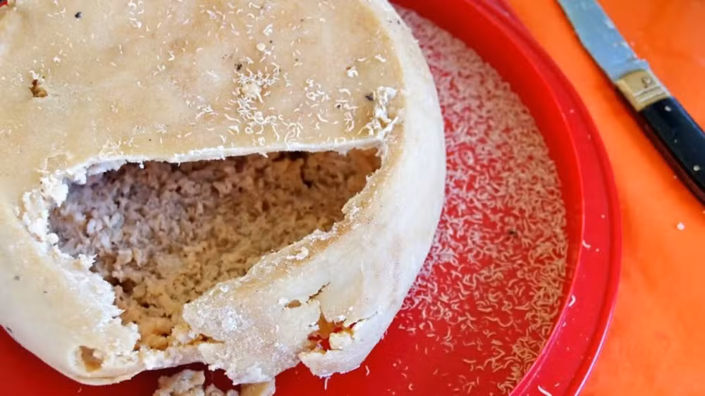 Feito com larvas vivas: conheça o queijo mais perigoso do mundo