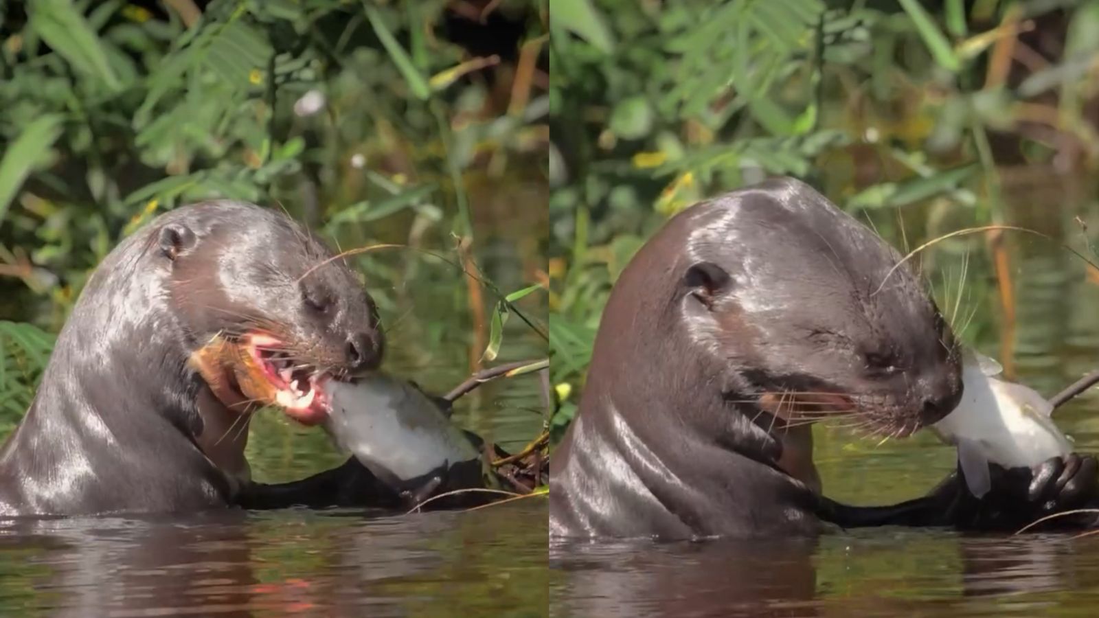 Vídeo: Ariranha é flagrada se alimentando em rio do Pantanal e cena impressiona