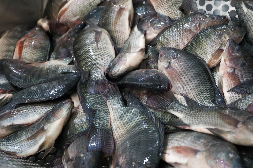 Veja os peixes e crustáceos isentos e taxados pelos EUA