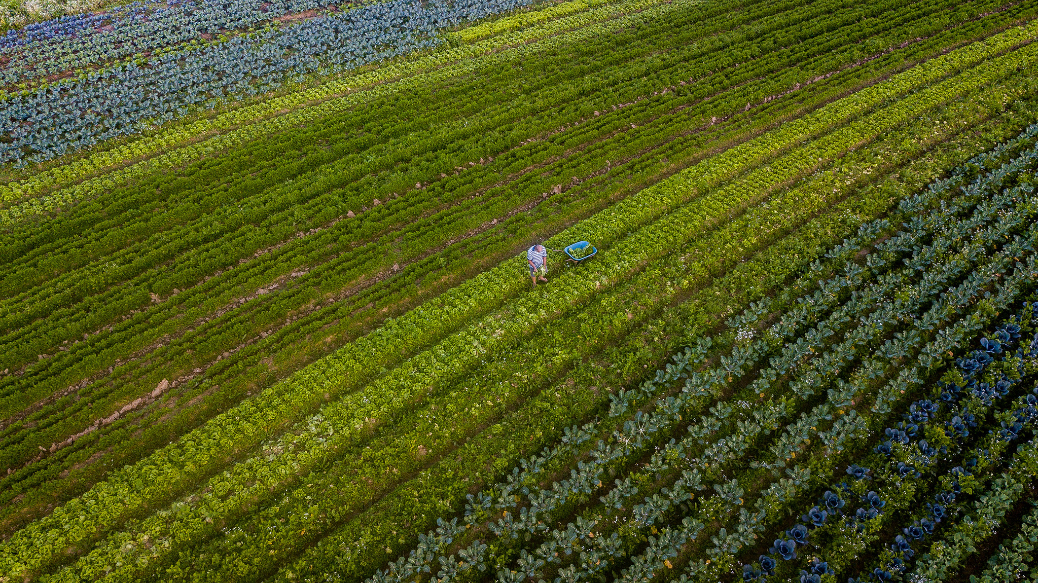 SC tem o 5º maior agronegócio do Brasil e lidera país em agroindustrialização