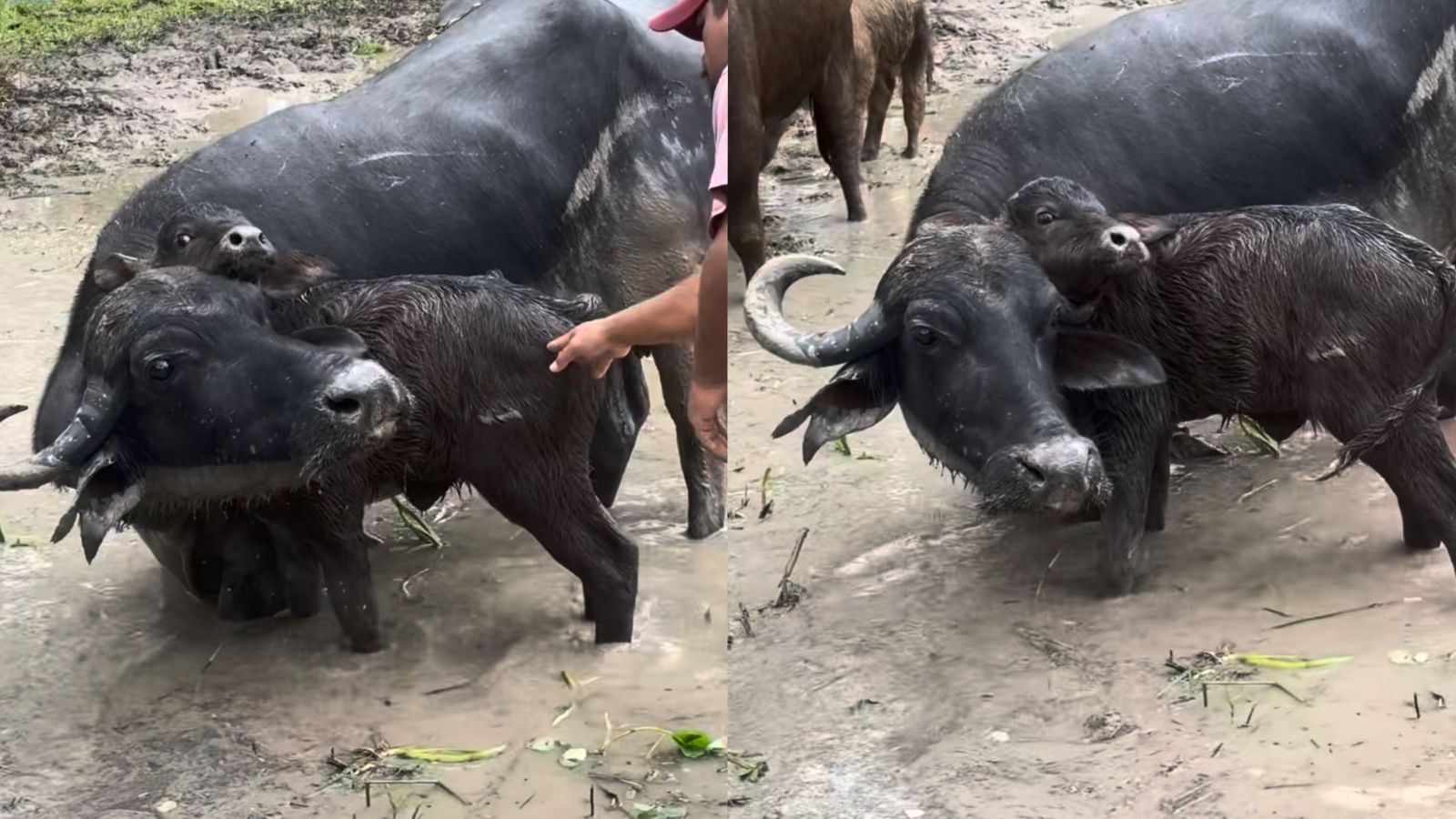 Vídeo: homem resgata bebê búfalo preso no chifre da mãe e conquista a internet