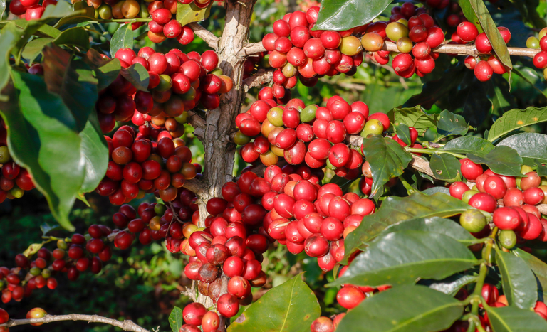 Funcafé libera R$ 7,3 bilhões para fortalecer cafeicultura na safra 2026/2027