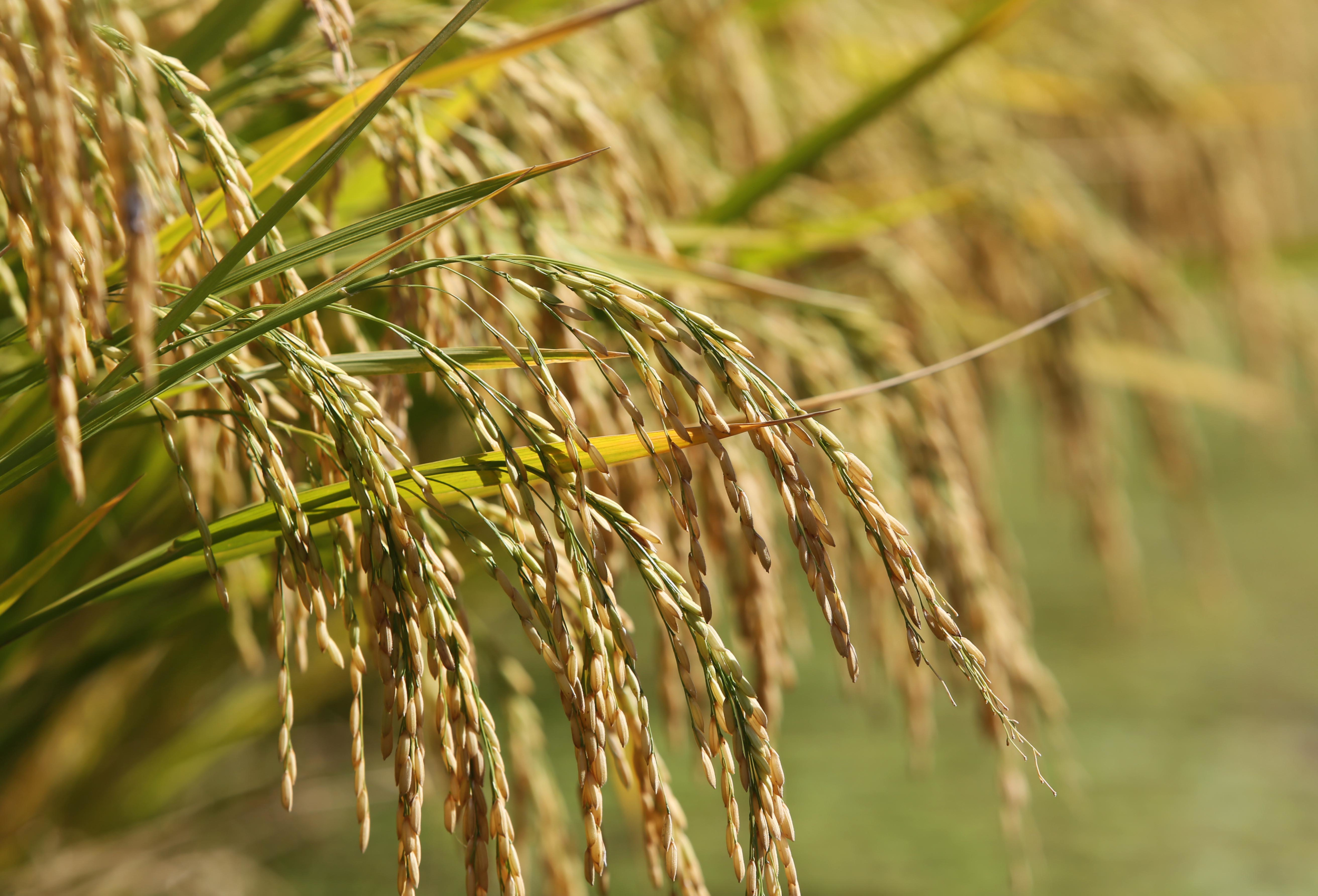 Conab movimenta R$ 21 milhões em leilão de arroz e setor comemora
