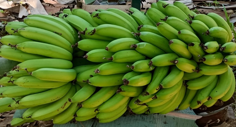 Banana Ambrosia: nova espécie importada produz frutos mais doces e cachos de até 30 kg