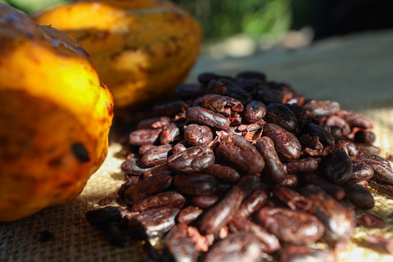 Cacau nativo da Amazônia dá ao Pará vantagem sobre nova legislação do chocolate