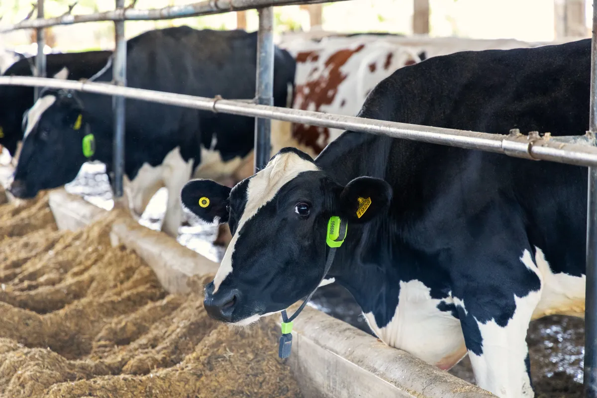 Parasita que devora animais vivos faz EUA investirem milhões