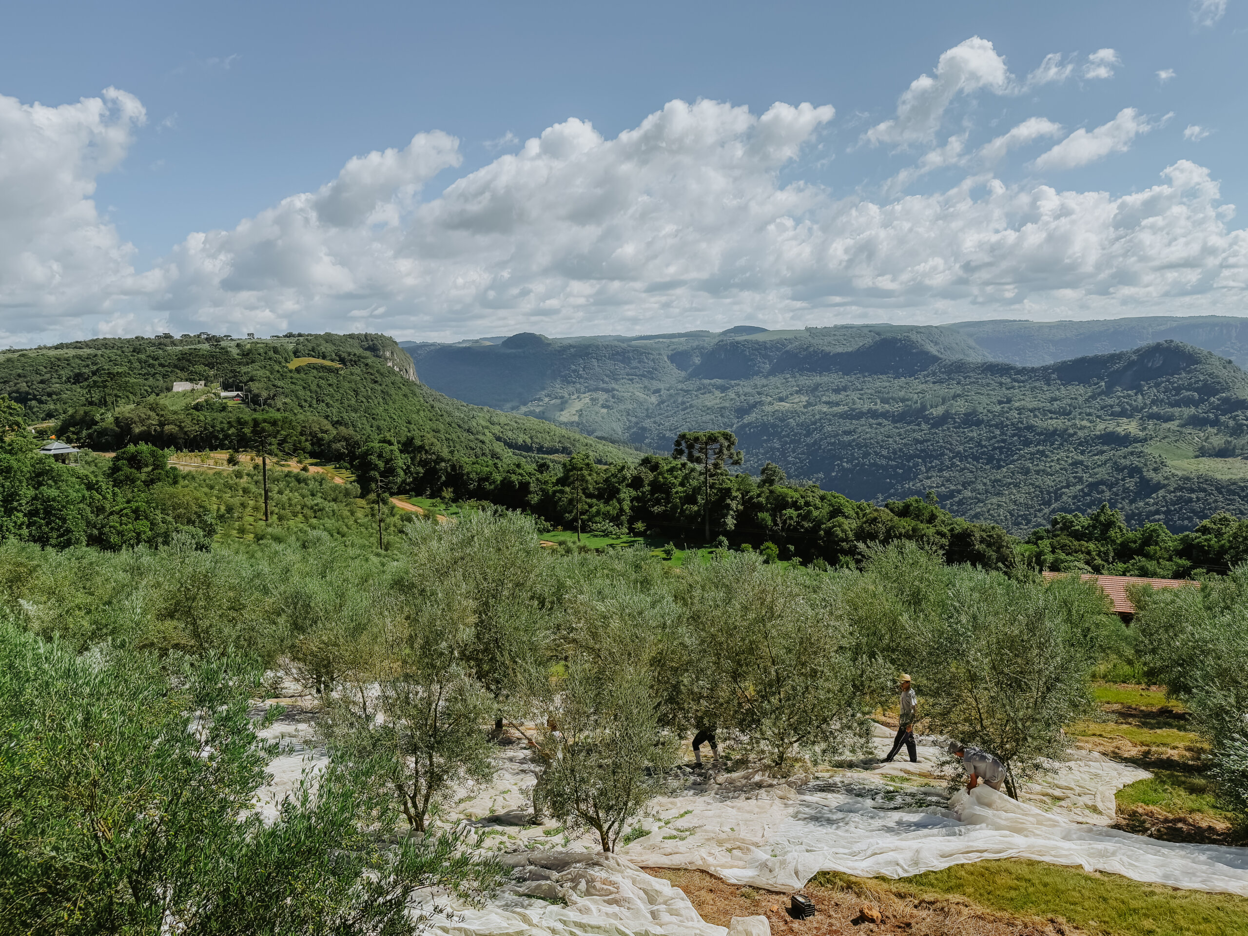 Safra 2026 de azeitonas bate recorde na Serra Gaúcha