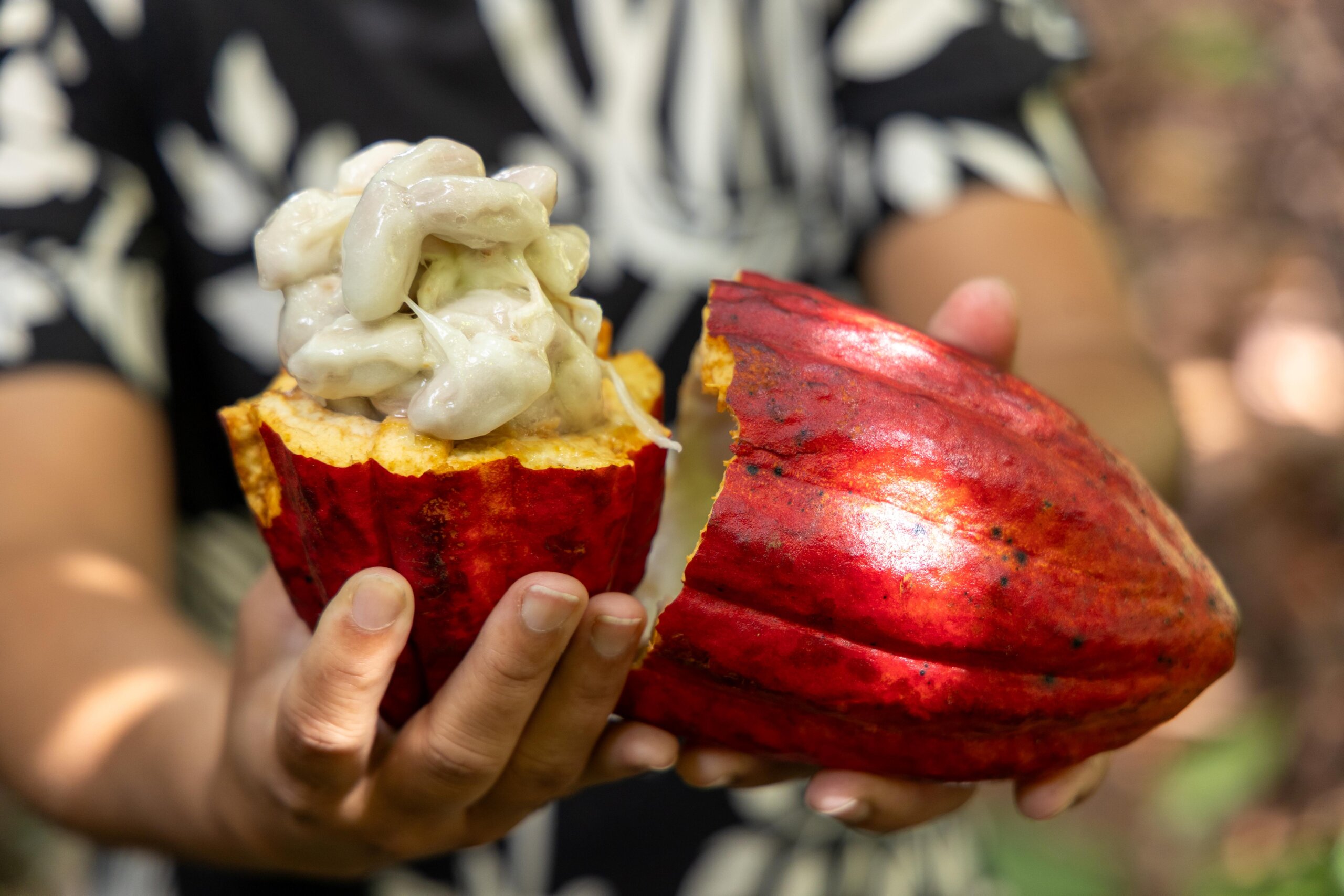 Cacau avança no agro brasileiro, mas crédito rural ainda limita expansão do setor