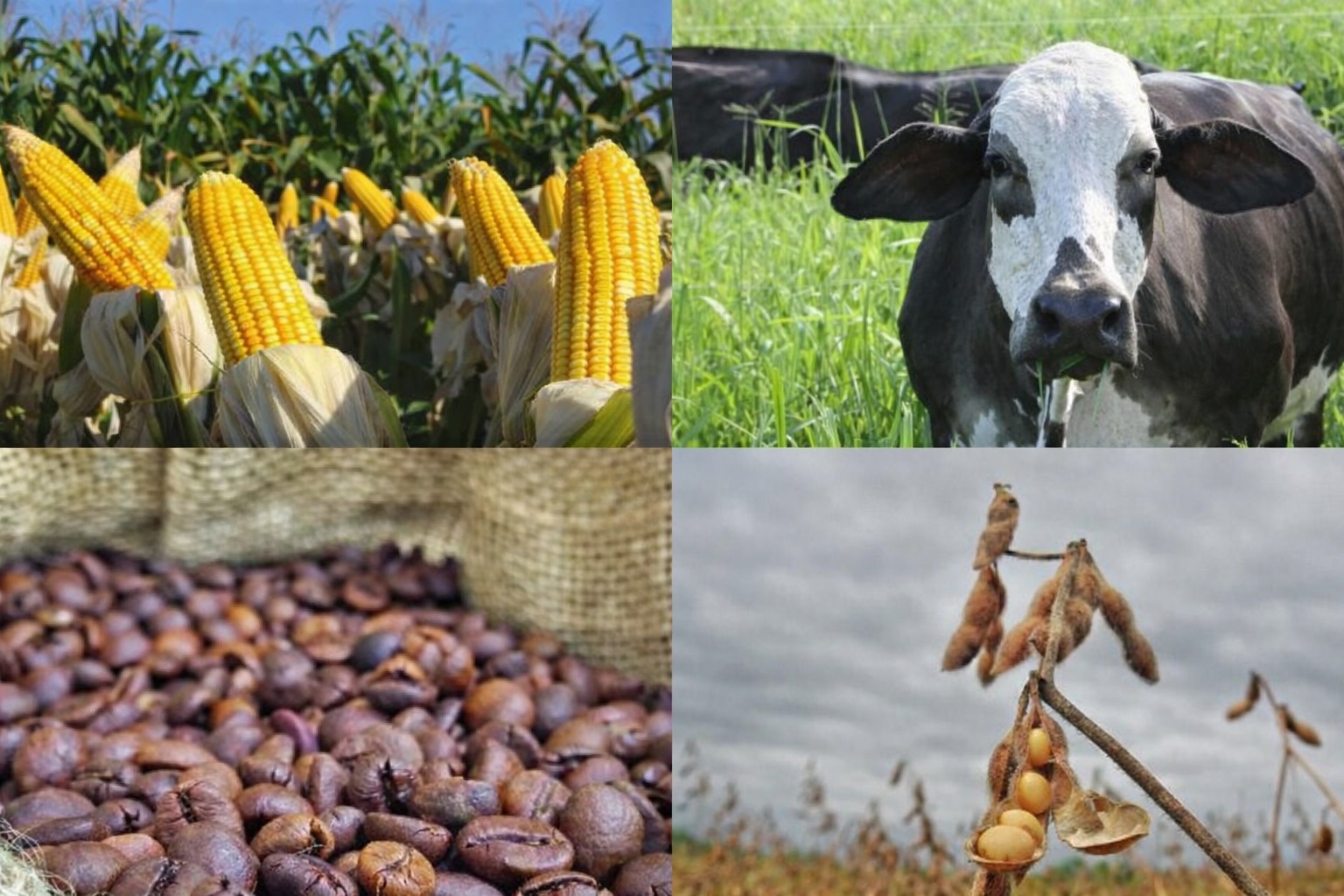 Agropecuária de Rondônia deve movimentar R$ 30 bilhões em 2026