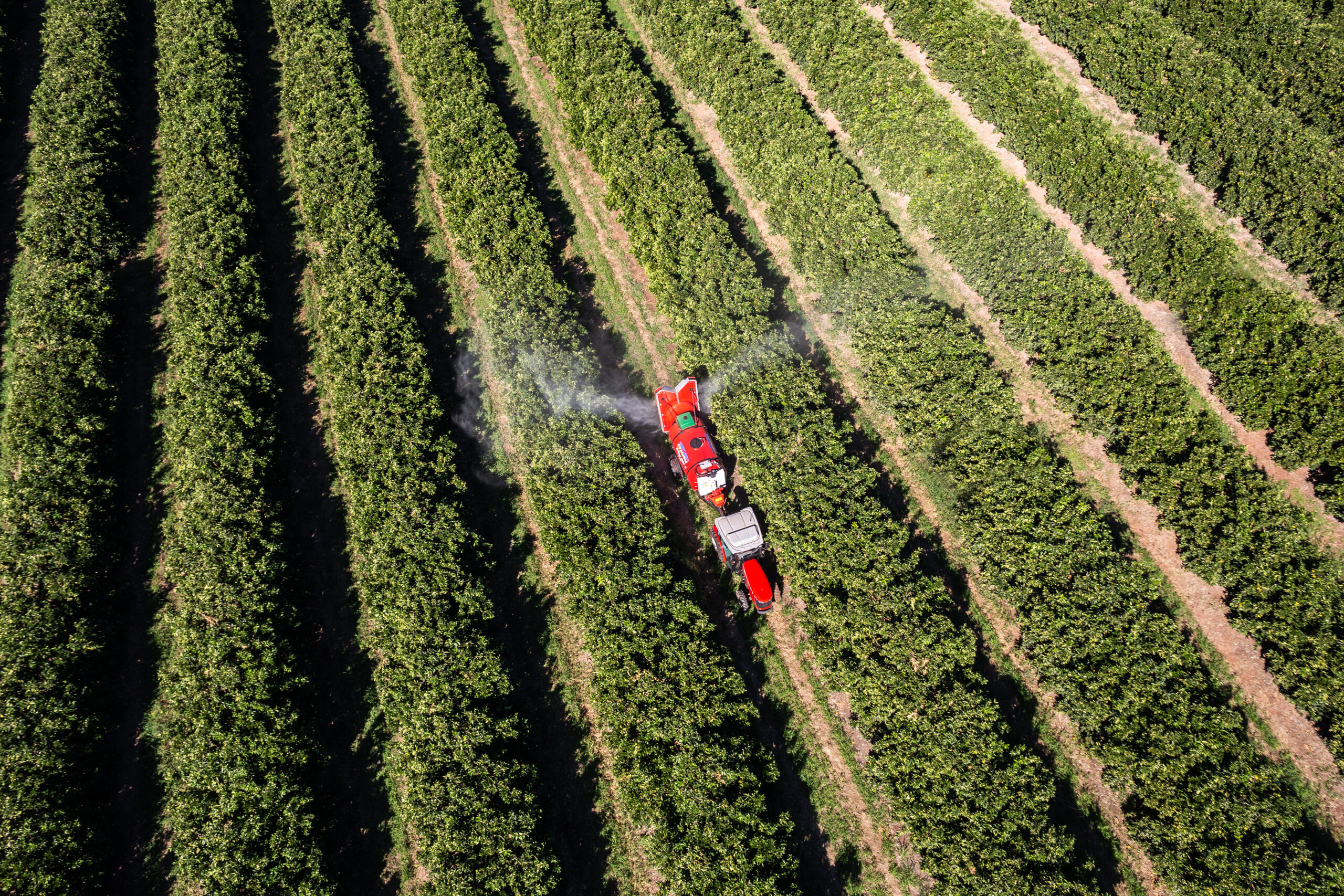 São Paulo bate recorde histórico e ultrapassa 250 mil hectares regularizados