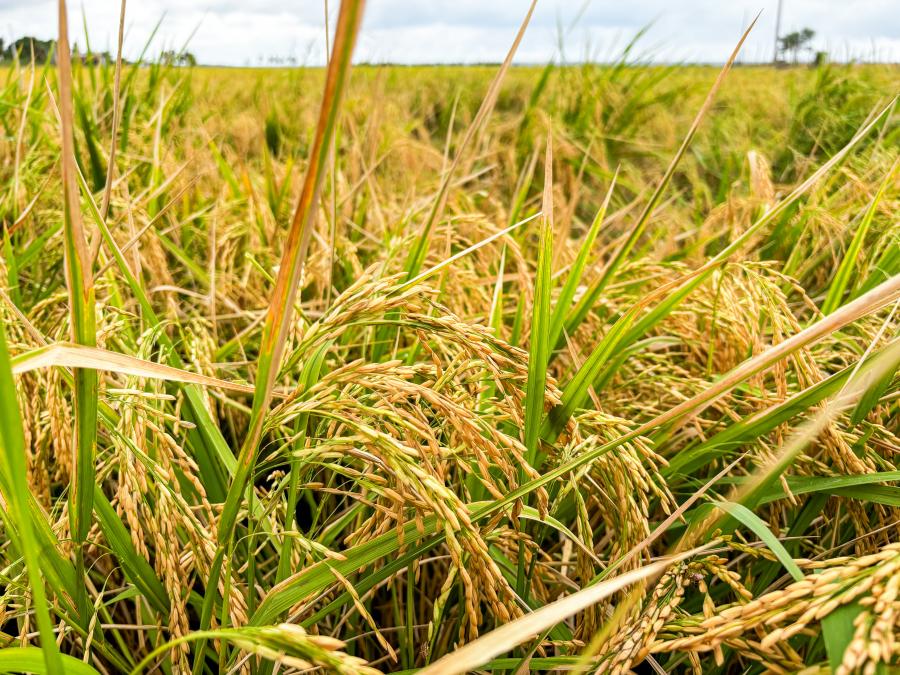 Alagoas registra crescimento de 41% na produção de arroz em três anos