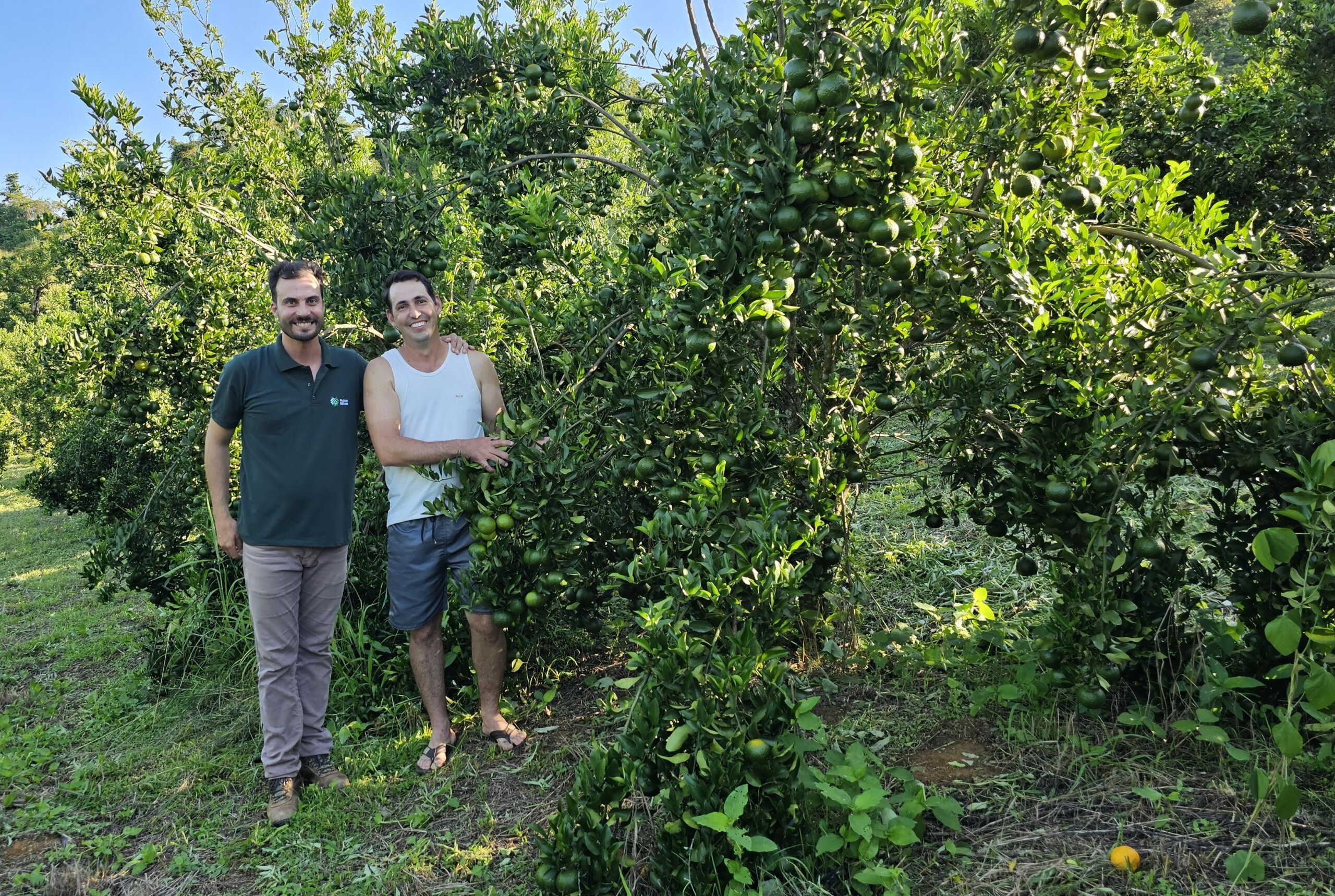 Mexerica ponkan bate recorde de produção e de renda
