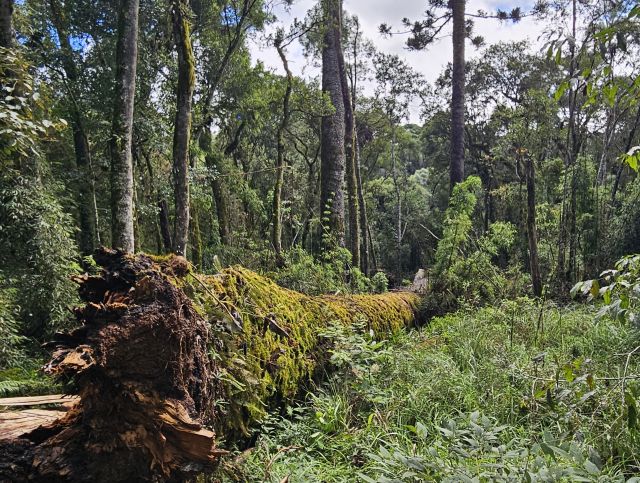 Araucária gigante cai e mobiliza corrida científica para preservar DNA raro
