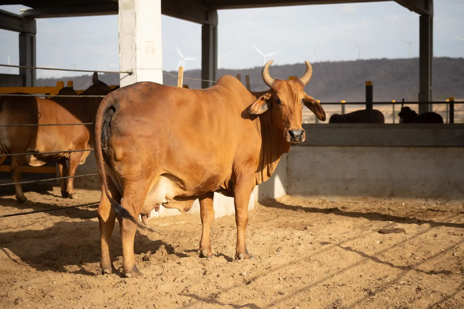 Sindi ganha espaço no Nordeste e impulsiona nova fase da pecuária no semiárido
