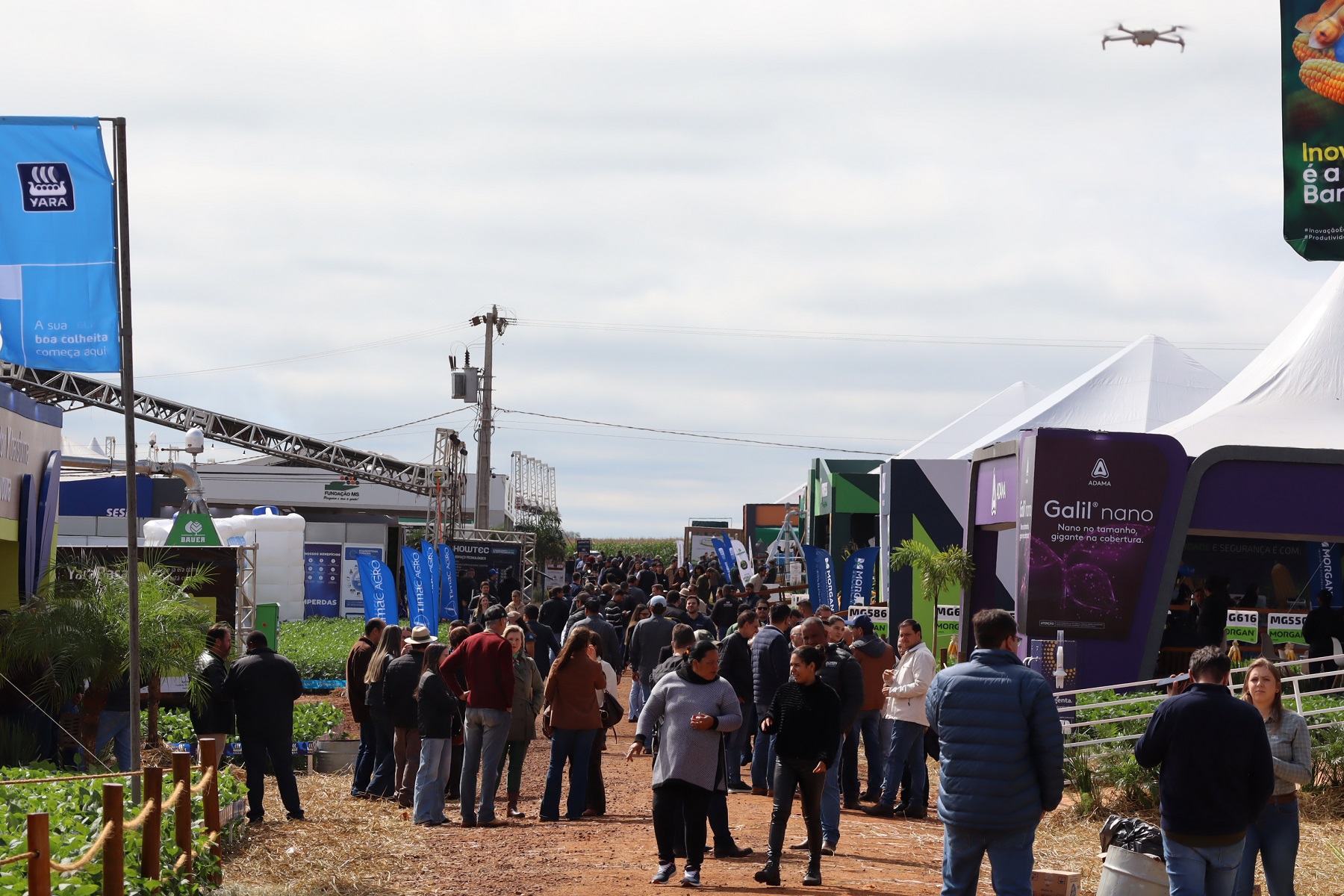 Genética adaptada ao campo acelera produtividade no MS