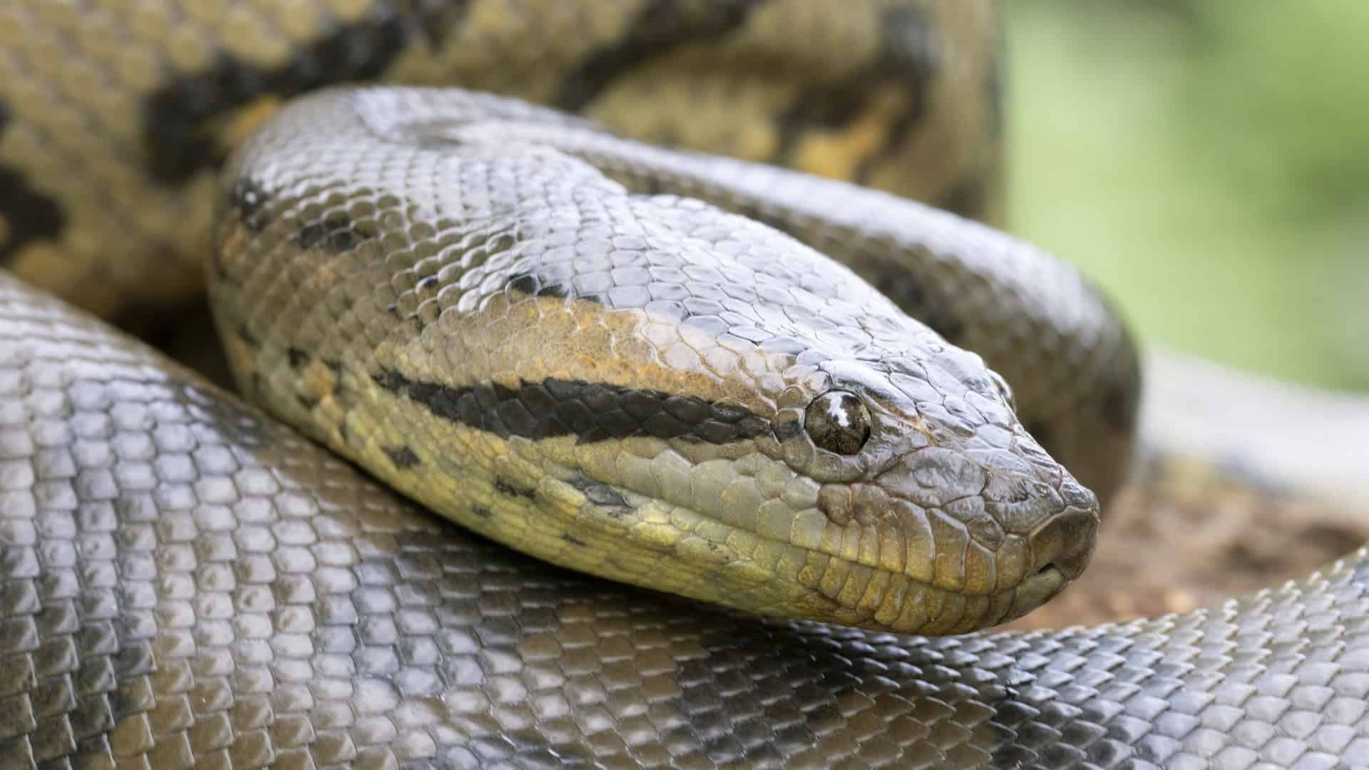 Por que Mato Grosso do Sul é considerado um refúgio de cobras gigantes?