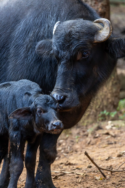 Filhote de búfalo rejeitada ao nascer ganha mãe adotiva