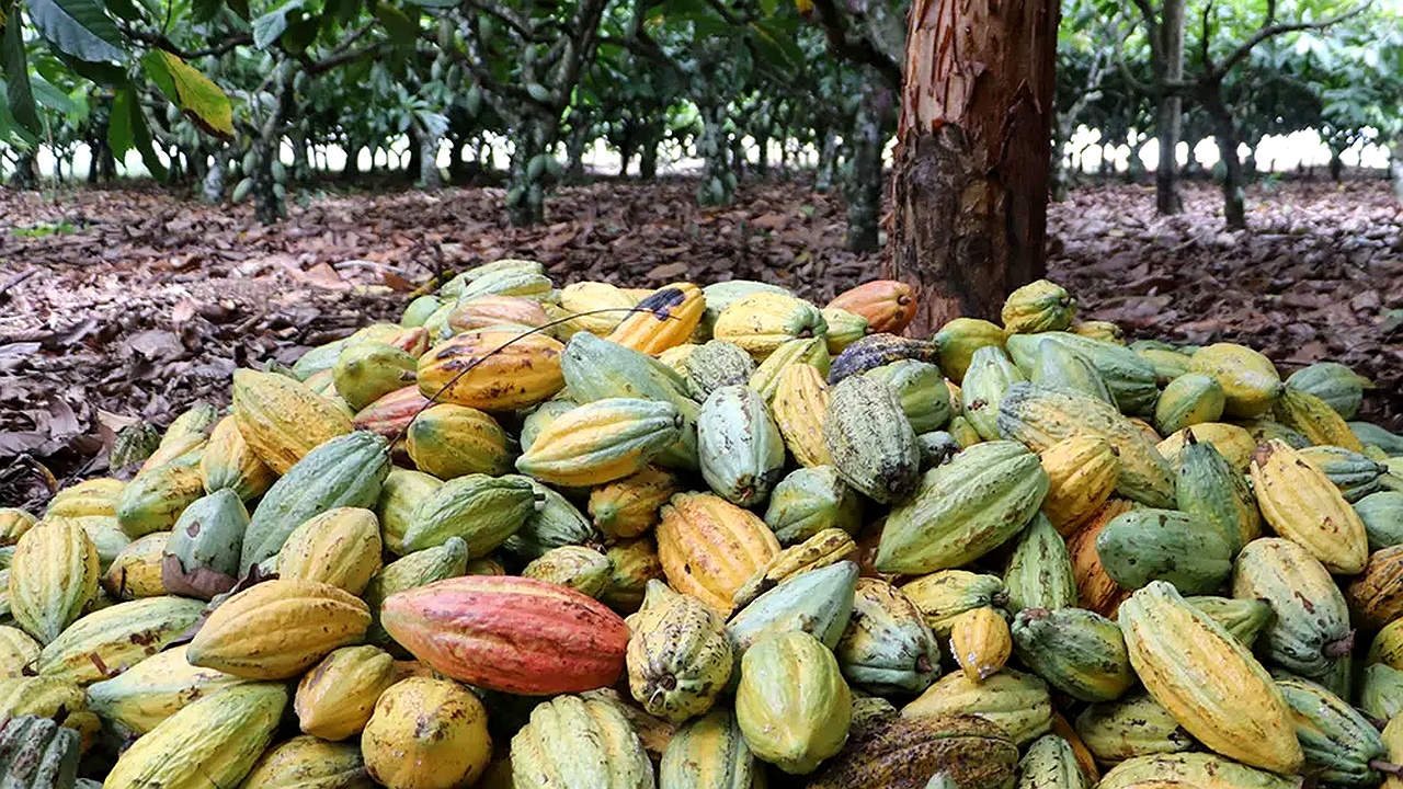 Cacau