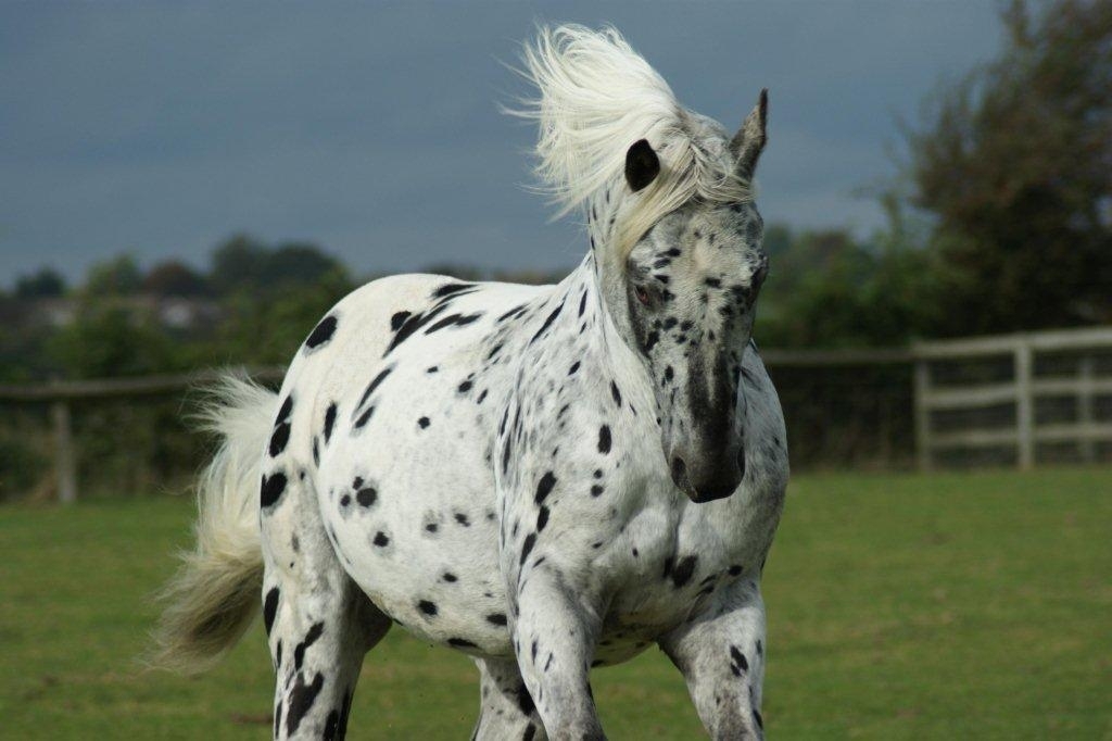 Beleza e força: conheça o cavalo Appaloosa